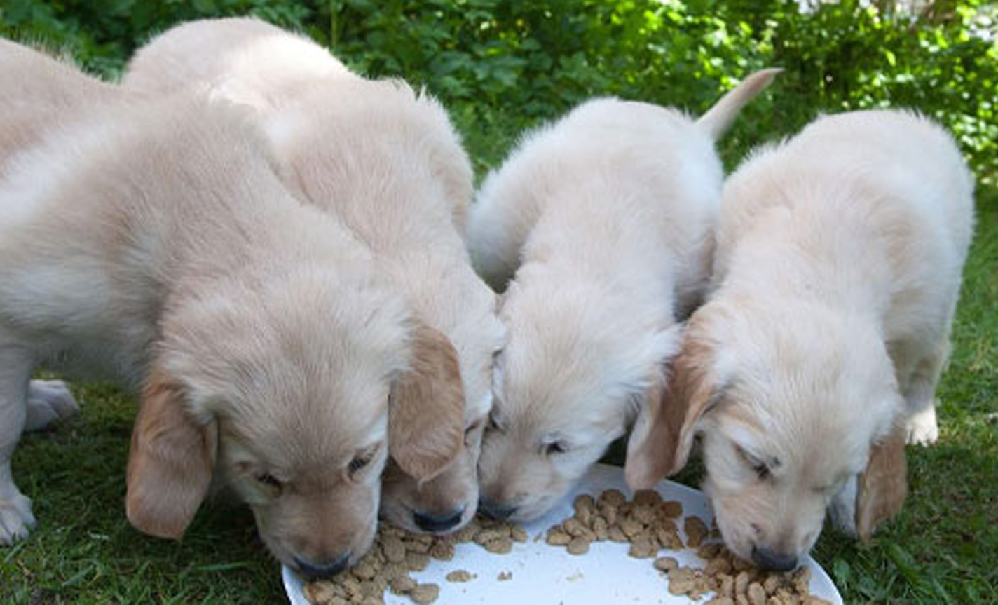 Distriktet kjøper valp til Førerhundskolen